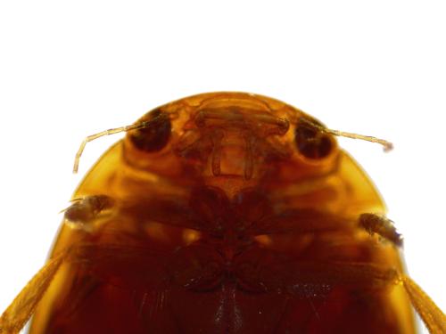 Predaceous Diving Beetle